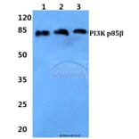 Anti-PI3K p85β Antibody from Bioworld Technology (BS60314) - Antibodies.com