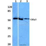 Anti-Casein Kinase Iγ3 Antibody from Bioworld Technology (BS60318) - Antibodies.com
