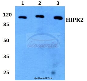 Anti-HIPK2 Antibody from Bioworld Technology (BS60320) - Antibodies.com