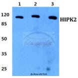 Anti-HIPK2 Antibody from Bioworld Technology (BS60320) - Antibodies.com