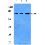 Anti-PAK6 Antibody from Bioworld Technology (BS60321) - Antibodies.com