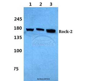 Anti-Rock2 Antibody from Bioworld Technology (BS60322) - Antibodies.com