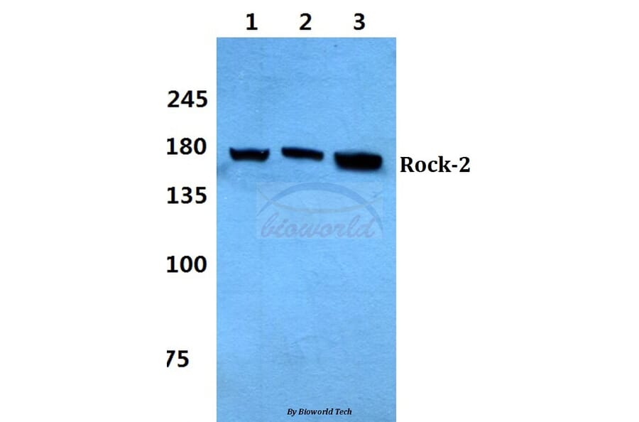 Anti-Rock2 Antibody from Bioworld Technology (BS60322) - Antibodies.com
