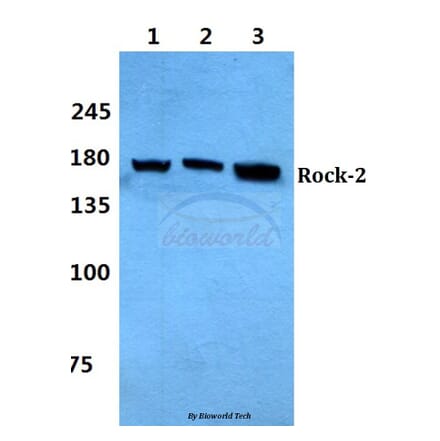 Anti-Rock2 Antibody from Bioworld Technology (BS60322) - Antibodies.com