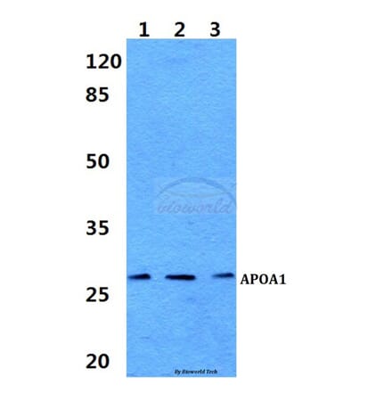 Anti-APOA1 Antibody from Bioworld Technology (BS60323) - Antibodies.com