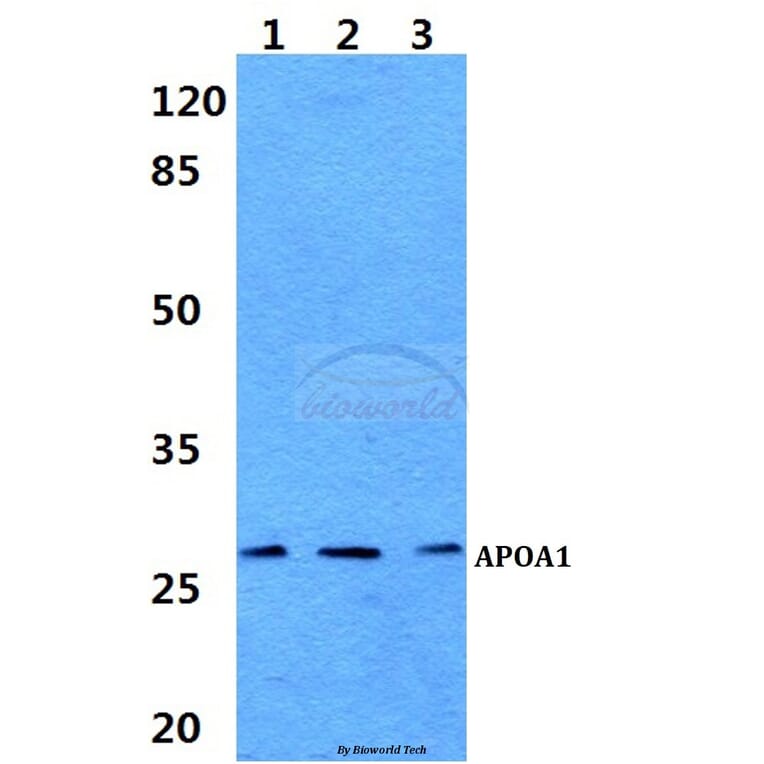 Anti-APOA1 Antibody from Bioworld Technology (BS60323) - Antibodies.com