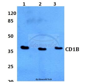 Anti-CD1B Antibody from Bioworld Technology (BS60328) - Antibodies.com