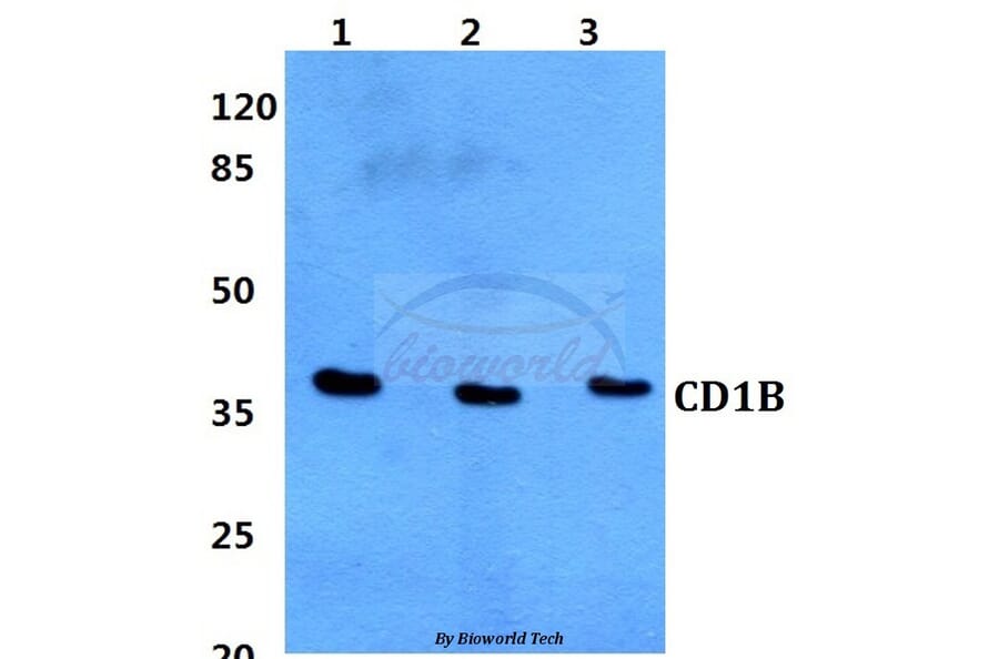 Anti-CD1B Antibody from Bioworld Technology (BS60328) - Antibodies.com