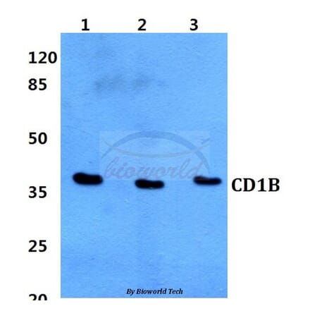 Anti-CD1B Antibody from Bioworld Technology (BS60328) - Antibodies.com