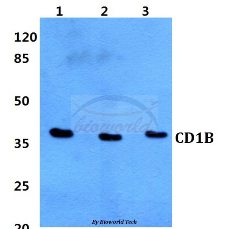 Anti-CD1B Antibody from Bioworld Technology (BS60328) - Antibodies.com