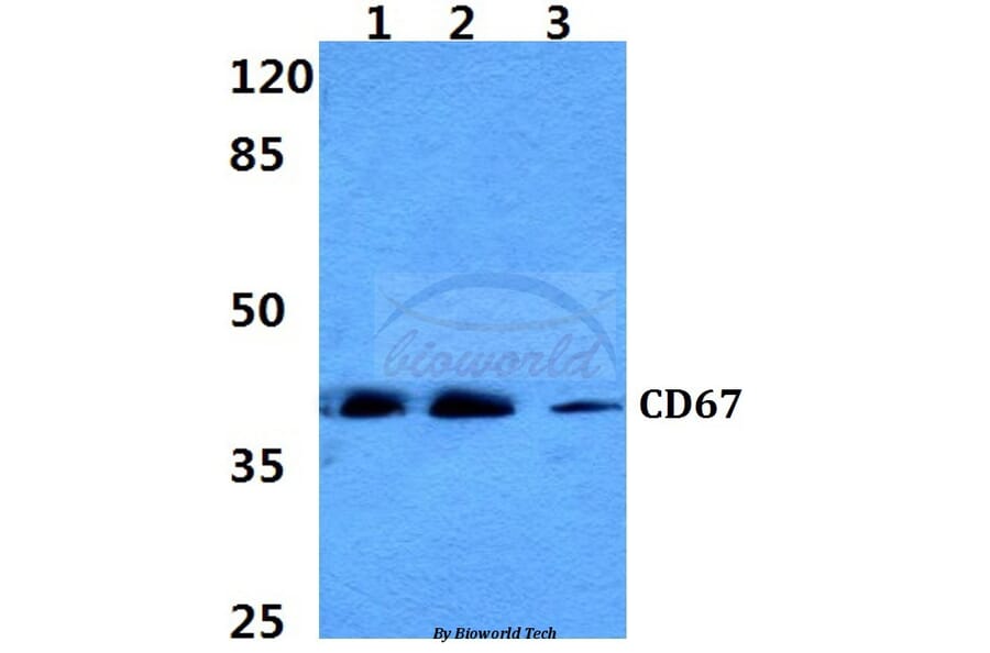 Anti-CD67 Antibody from Bioworld Technology (BS60329) - Antibodies.com