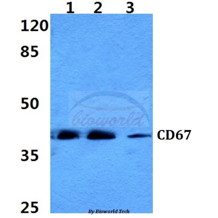 Anti-CD67 Antibody from Bioworld Technology (BS60329) - Antibodies.com