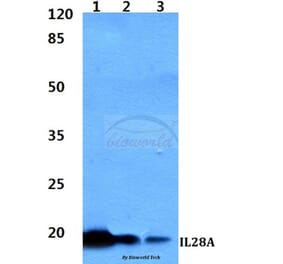 Anti-IL28A Antibody from Bioworld Technology (BS60330) - Antibodies.com