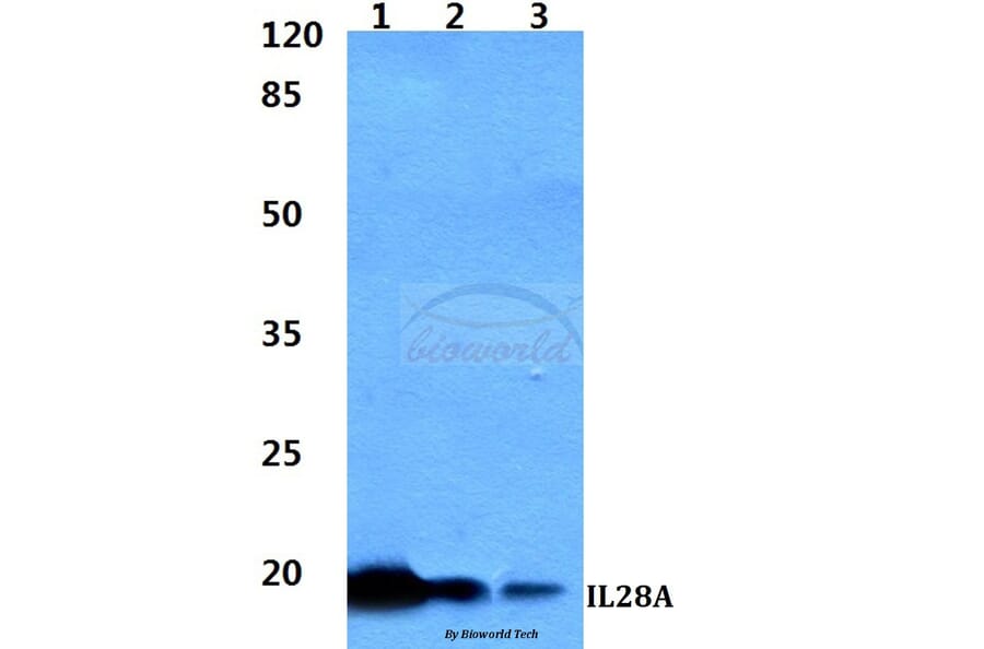 Anti-IL28A Antibody from Bioworld Technology (BS60330) - Antibodies.com