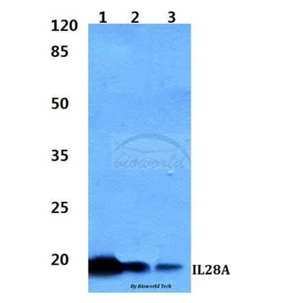 Anti-IL28A Antibody from Bioworld Technology (BS60330) - Antibodies.com