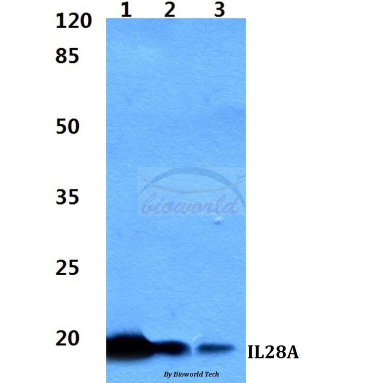 Anti-IL28A Antibody from Bioworld Technology (BS60330) - Antibodies.com