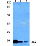 Anti-IL28A Antibody from Bioworld Technology (BS60330) - Antibodies.com