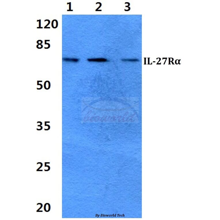 Anti-IL-27Rα Antibody from Bioworld Technology (BS60331) - Antibodies.com