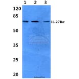 Anti-IL-27Rα Antibody from Bioworld Technology (BS60331) - Antibodies.com