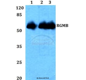 Anti-RGMB Antibody from Bioworld Technology (BS60332) - Antibodies.com