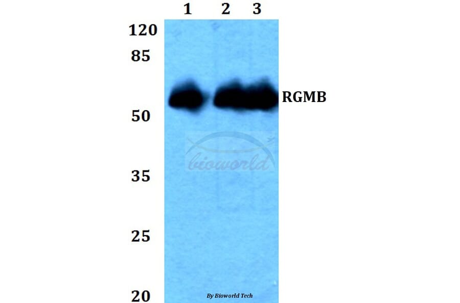 Anti-RGMB Antibody from Bioworld Technology (BS60332) - Antibodies.com