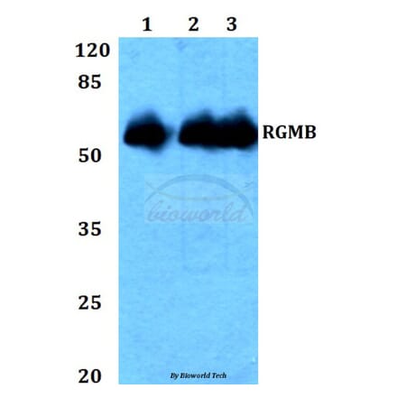 Anti-RGMB Antibody from Bioworld Technology (BS60332) - Antibodies.com