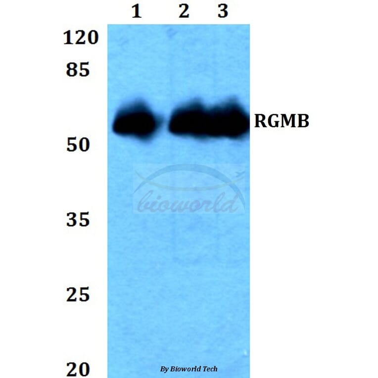 Anti-RGMB Antibody from Bioworld Technology (BS60332) - Antibodies.com