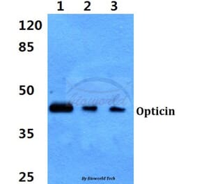 Anti-Opticin Antibody from Bioworld Technology (BS60333) - Antibodies.com