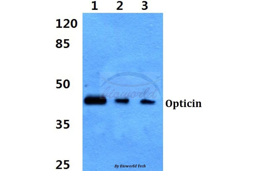 Anti-Opticin Antibody from Bioworld Technology (BS60333) - Antibodies.com