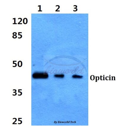 Anti-Opticin Antibody from Bioworld Technology (BS60333) - Antibodies.com