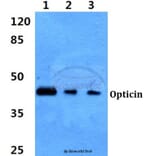 Anti-Opticin Antibody from Bioworld Technology (BS60333) - Antibodies.com