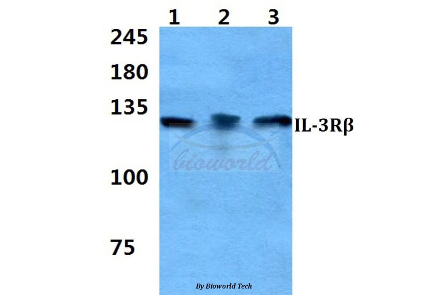 Anti-IL-3Rβ Antibody from Bioworld Technology (BS60334) - Antibodies.com
