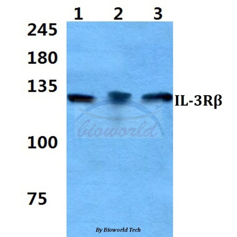Anti-IL-3Rβ Antibody from Bioworld Technology (BS60334) - Antibodies.com