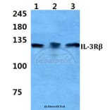 Anti-IL-3Rβ Antibody from Bioworld Technology (BS60334) - Antibodies.com