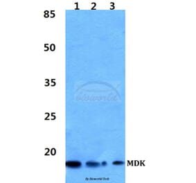 Anti-MDK Antibody from Bioworld Technology (BS60335) - Antibodies.com