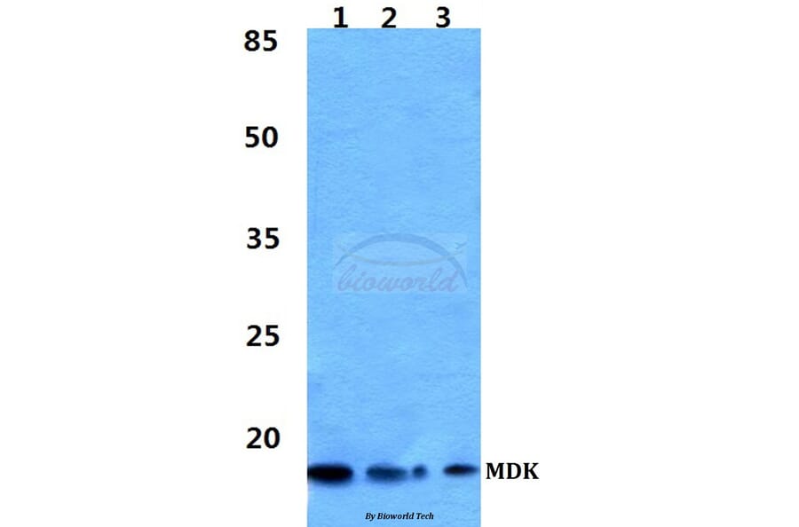 Anti-MDK Antibody from Bioworld Technology (BS60335) - Antibodies.com