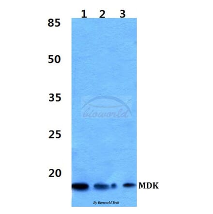 Anti-MDK Antibody from Bioworld Technology (BS60335) - Antibodies.com
