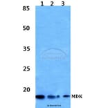 Anti-MDK Antibody from Bioworld Technology (BS60335) - Antibodies.com