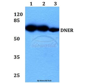 Anti-DNER Antibody from Bioworld Technology (BS60337) - Antibodies.com