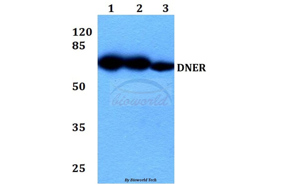 Anti-DNER Antibody from Bioworld Technology (BS60337) - Antibodies.com
