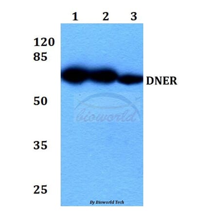 Anti-DNER Antibody from Bioworld Technology (BS60337) - Antibodies.com