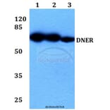 Anti-DNER Antibody from Bioworld Technology (BS60337) - Antibodies.com