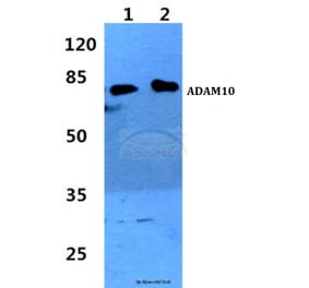 Anti-ADAM10 Antibody from Bioworld Technology (BS60338) - Antibodies.com