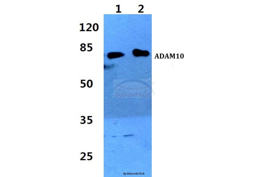 Anti-ADAM10 Antibody from Bioworld Technology (BS60338) - Antibodies.com