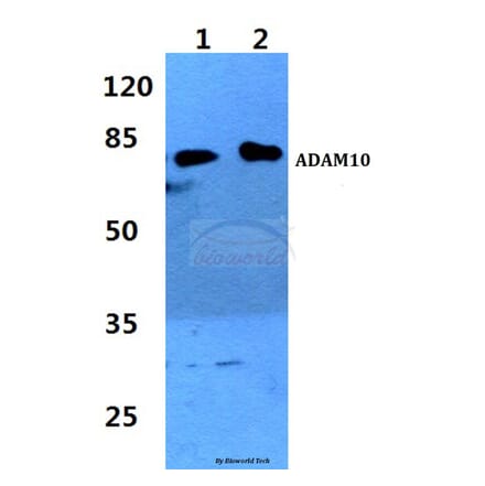 Anti-ADAM10 Antibody from Bioworld Technology (BS60338) - Antibodies.com