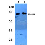 Anti-ADAM10 Antibody from Bioworld Technology (BS60338) - Antibodies.com