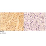 Anti-ADAM10 Antibody from Bioworld Technology (BS60338) - Antibodies.com