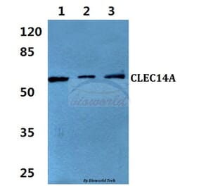 Anti-CLEC14A Antibody from Bioworld Technology (BS60339) - Antibodies.com