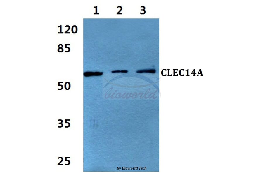 Anti-CLEC14A Antibody from Bioworld Technology (BS60339) - Antibodies.com