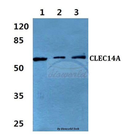 Anti-CLEC14A Antibody from Bioworld Technology (BS60339) - Antibodies.com